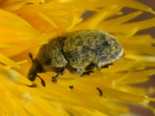 Yellow Starthistle Flower Weevil photo 4