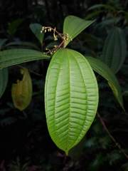 Miconia laxivenula