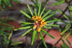 Pultenaea petiolaris
