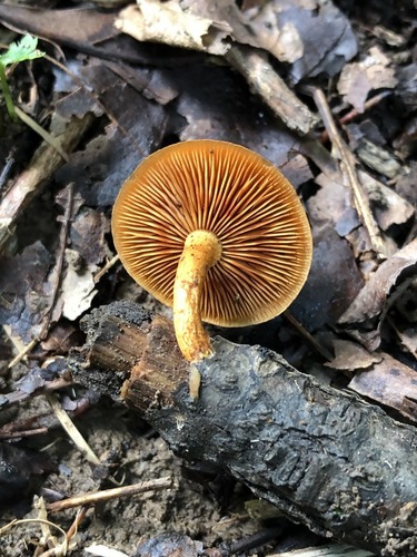 Gymnopilus subdryophilus