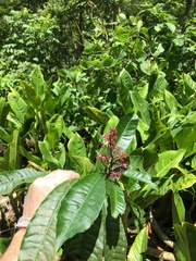 Parathesis crenulata