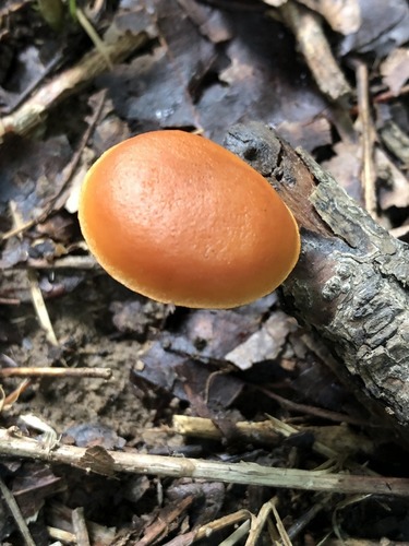 Gymnopilus subdryophilus (Photo 2 of 2)