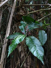 Parathesis crenulata