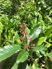 Parathesis crenulata