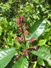 Parathesis crenulata