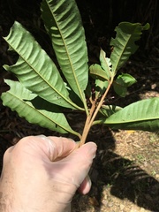 Parathesis crenulata