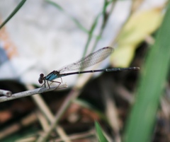 Argia tibialis