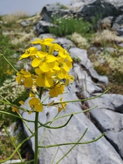 Sand Wallflower (Erysimum arenicola)