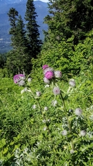 Cirsium edule