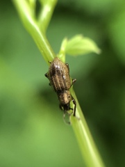 Aphrastus taeniatus
