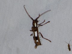 Saperda cretata