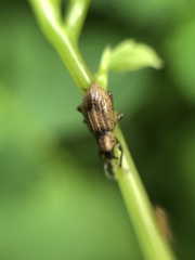 Aphrastus taeniatus