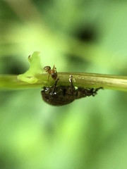 Aphrastus taeniatus