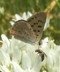 Tharsalea nivalis