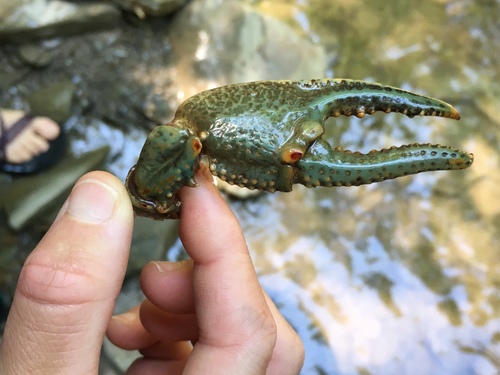Cambarus robustus