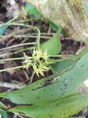 Pleurothallis ruscifolia