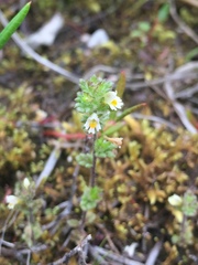 Euphrasia subarctica