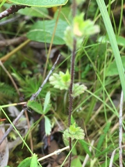 Euphrasia subarctica