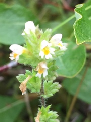 Euphrasia subarctica