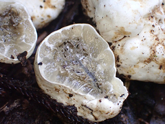 Protubera parvispora