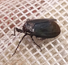 Phylloscelis atra