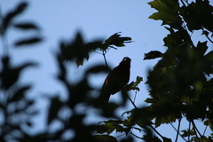 Cardinalis cardinalis
