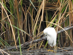Egretta thula