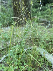Carex cyrtostachya