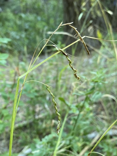 Arching Sedge (Carex cyrtostachya)