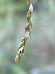 Carex cyrtostachya