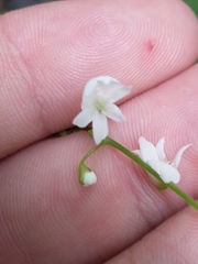 Hylodesmum pauciflorum