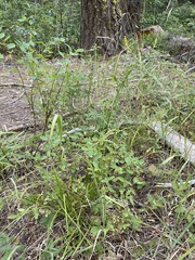 Carex cyrtostachya