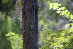 Melanerpes carolinus