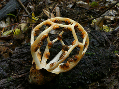 Clathrus chrysomycelinus