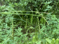 Carex cyrtostachya