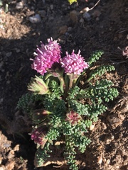 Chaenactis douglasii alpina