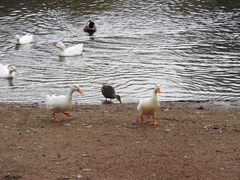 Anas platyrhynchos domesticus