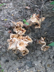 Craterellus odoratus