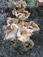 Craterellus odoratus