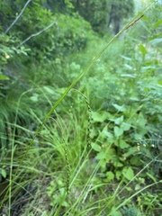 Carex cyrtostachya