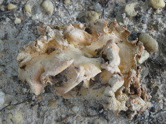 Craterellus odoratus