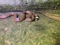 Sinomicrurus macclellandi