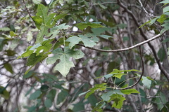 Brachychiton discolor
