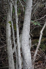 Brachychiton discolor