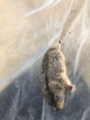 Dicrostonyx groenlandicus