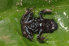 Phyllobates lugubris