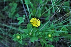 Grindelia adenodonta