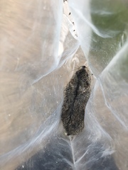Dicrostonyx groenlandicus