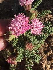 Chaenactis douglasii alpina