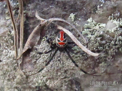 Latrodectus mirabilis